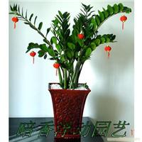 上海盆栽花卉租赁公司|盆栽花卉租赁价格