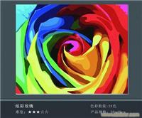 幻彩玫瑰
