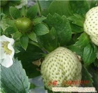 上海草莓批发厂