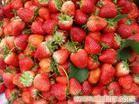上海草莓栽培厂家