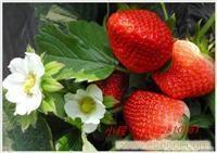 上海草莓栽培基地