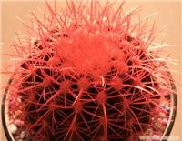 花卉租赁需注意