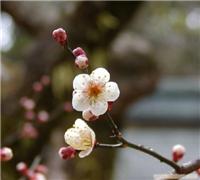 花卉租赁注意事项