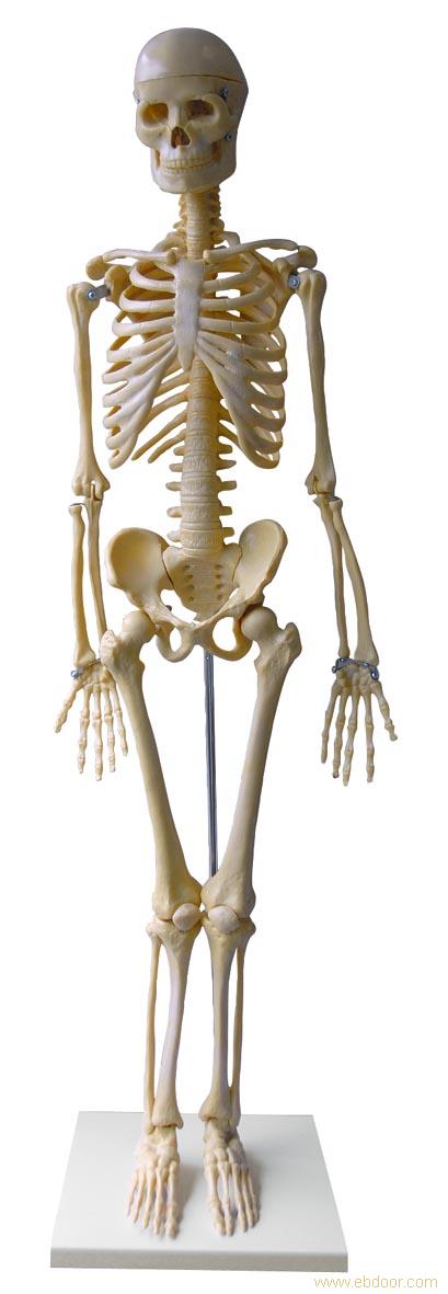 85cm人体骨骼模型