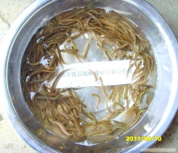 泥鳅苗繁殖/方法苗人工繁殖泥鳅_泥鳅苗繁殖/尼康d750技术操作菜单图片