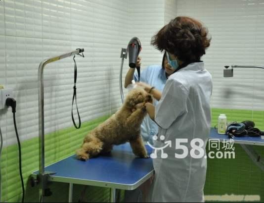 宠物狗医院哪种好 宠物狗用品牌子同款