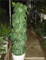 上海绿植养护/上海植物养护