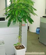 植物租摆方案、上海绿植租赁