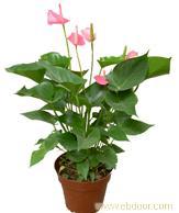 办公室绿植租赁