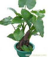 绿植花卉租摆租赁