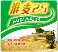小麦种子生产