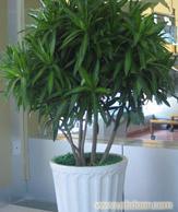 盆栽绿植租赁