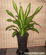 室内绿植租赁