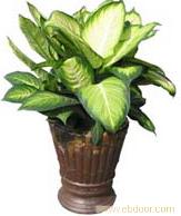 公司绿植租赁