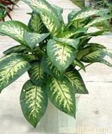 花卉绿植租赁公司