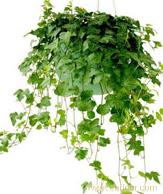 绿植租赁养护