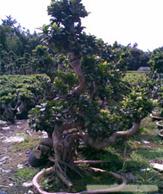 绿植租赁报价