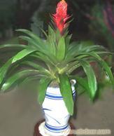 绿植租赁价目表