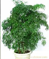 绿植盆景租赁