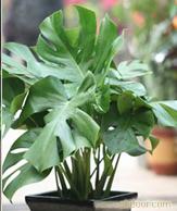 室内绿色植物租赁