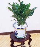 办公室绿色植物租赁