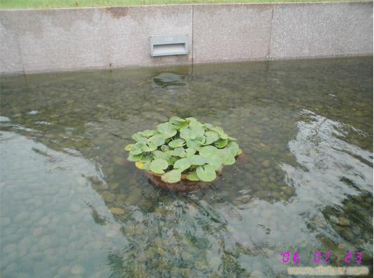 夏季绿化养护