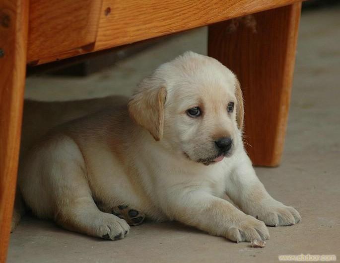 纯种健康的拉布拉多幼犬