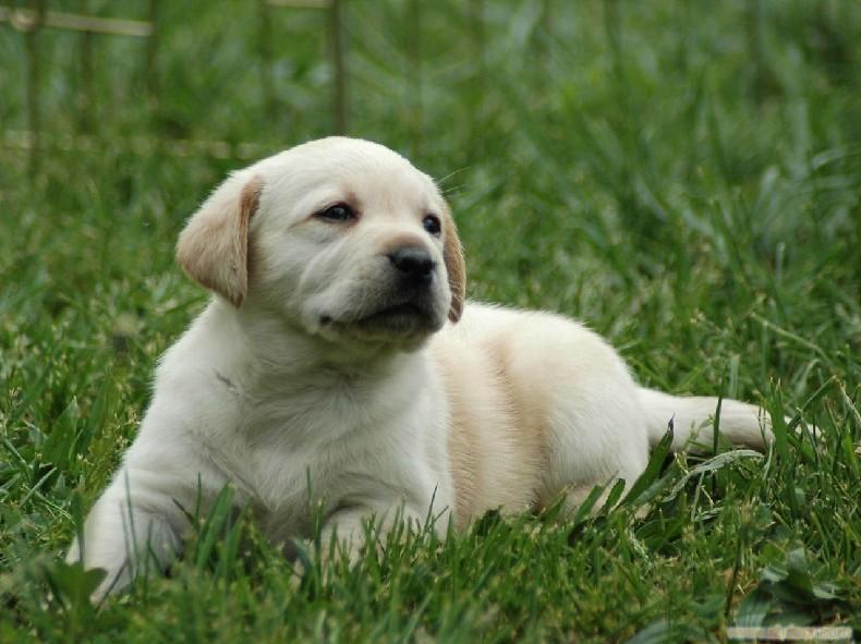 纯种拉布拉多幼犬