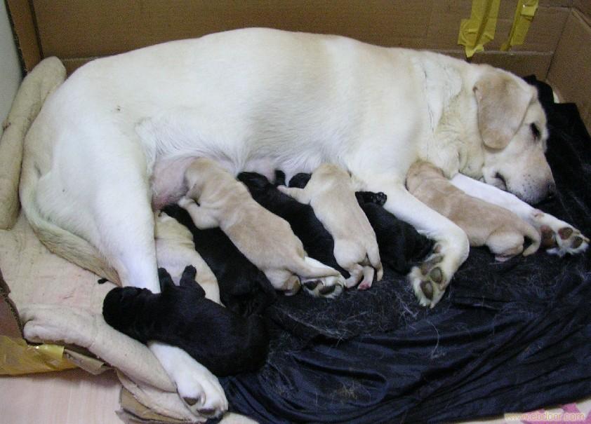 上海本次家养健康纯种的拉布拉多幼犬