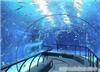 水族馆 上海专业水族馆设计 上海专业水族馆设计公司——上海红珊瑚科技发展有限公司