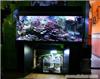 上海水族馆 上海水族管个性设计 上海水族馆设计公司——上海红珊瑚科技发展有限公司