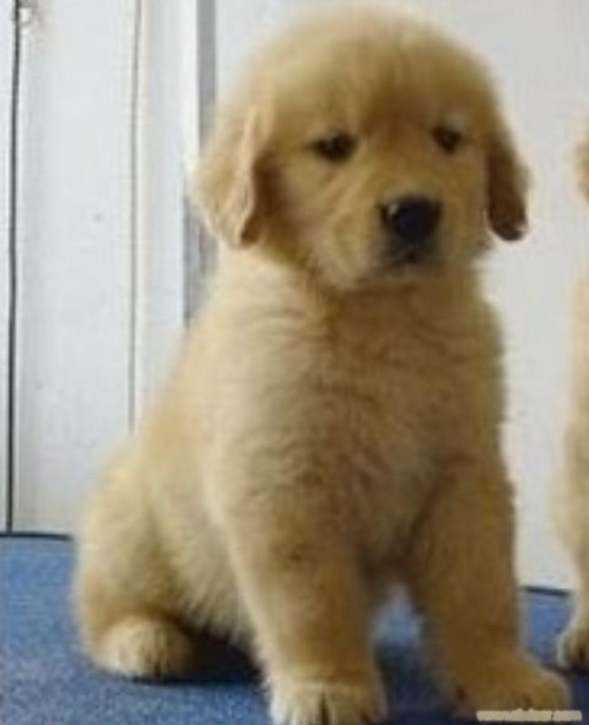 金毛巡回猎犬