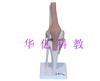 人体功能型膝关节解剖模型