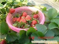 上海采摘草莓批发厂家