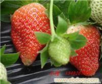 上海采摘草莓批发商