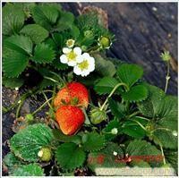 上海采摘草莓栽培厂家
