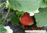 上海采摘草莓销售商