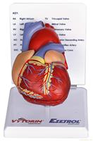 自然大心脏解剖模型