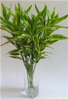 上海植物租摆价格