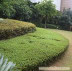 上海学校绿化养护,上海学校绿化养护公司,上海学校绿化养护工程