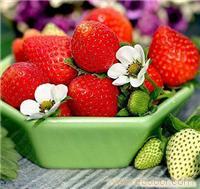 上海摘草莓/上海摘草莓-小帅农家乐