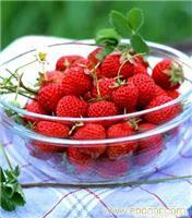 草莓农家乐/上海草莓农家乐