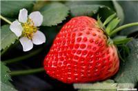 采摘草莓/上海采摘草莓/上海农家乐采摘草莓