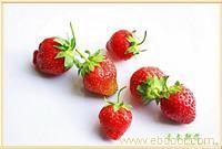 草莓价格/上海草莓价格
