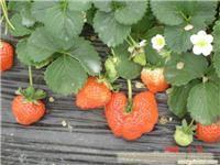 草莓价格/上海草莓价格/上海草莓批发价格