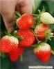 草莓采摘园/上海草莓采摘园