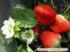 草莓采摘/上海草莓采摘/上海草莓采摘园
