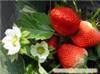草莓采摘/上海草莓采摘/上海草莓采摘园