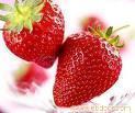 上海草莓采摘/青浦采摘草莓/上海草莓采摘园