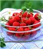 草莓/草莓的营养价值